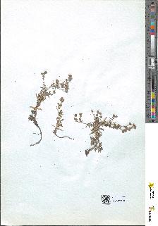 spécimen de Potentilla argentea