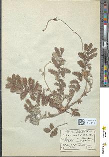 spécimen de Potentilla anserina