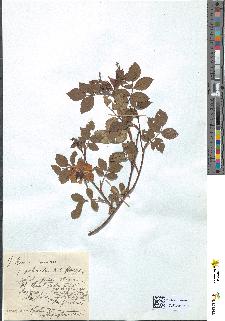 spécimen de Rosa canina