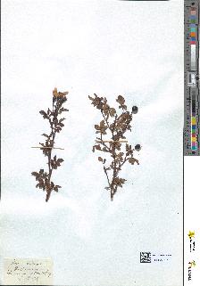 spécimen de Rosa arvensis