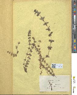 spécimen de Galium erectum
