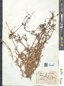 spécimen de Galium aparine