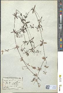 spécimen de Galium palustre