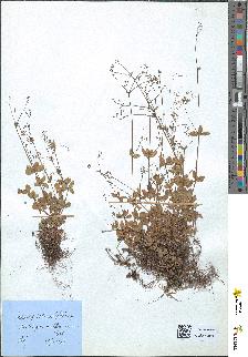 spécimen de Galium rotundifolium
