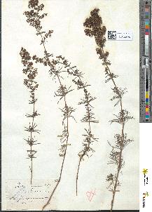 spécimen de Galium verum
