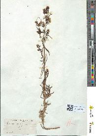 spécimen de Galium verum