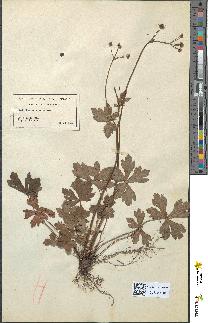 spécimen de Sanicula europaea