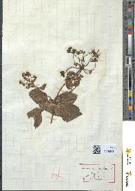 spécimen de Smyrnium olusatrum