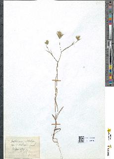 spécimen de Bupleurum aristatum