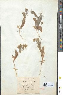 spécimen de Bupleurum protractum