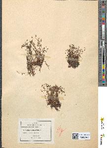 spécimen de Saxifraga tridactylites