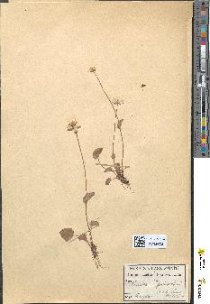 spécimen de Parnassia palustris