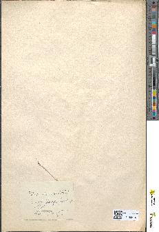 spécimen de Filago minima