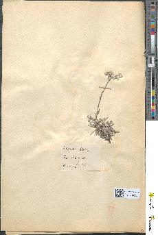 spécimen de Antennaria dioica