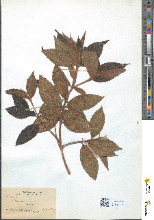 spécimen de Miconia sp.