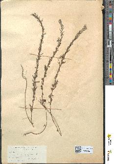 spécimen de Lythrum hyssopifolia