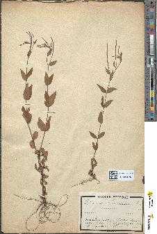 spécimen de Epilobium montanum