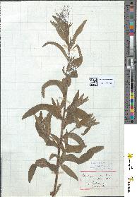 spécimen de Epilobium molle