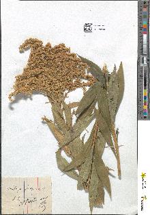 spécimen de Solidago glabra