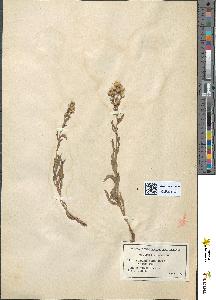 spécimen de Solidago virga-aurea