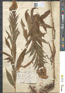 spécimen de Solidago glabra