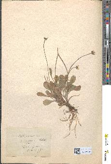 spécimen de Bellis perennis