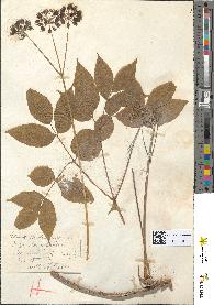spécimen de Aralia nudicaulis