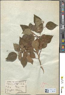 spécimen de Hedera helix