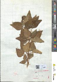 spécimen de Hedera helix