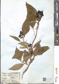 spécimen de Hedera helix