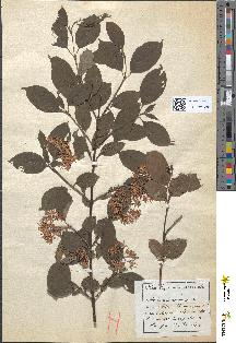 spécimen de Cornus sanguinea