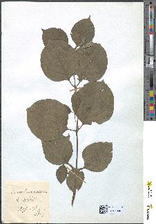 spécimen de Cornus sanguinea