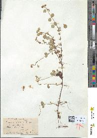 spécimen de Linnaea borealis