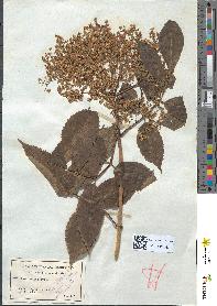 spécimen de Sambucus nigra