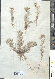 spécimen de Gnaphalium uliginosum