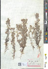 spécimen de Gnaphalium uliginosum
