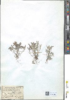 spécimen de Gnaphalium uliginosum