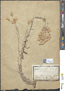 spécimen de Antennaria dioica