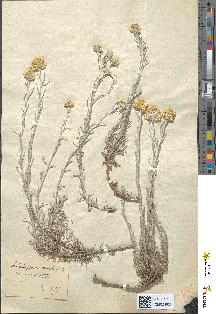 spécimen de Helichrysum stoechas