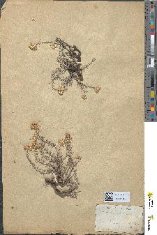 spécimen de Helichrysum stoechas