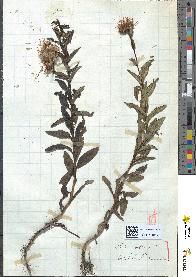 spécimen de Inula salicina