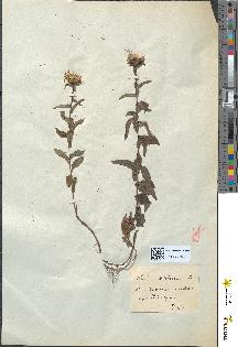 spécimen de Inula salicina