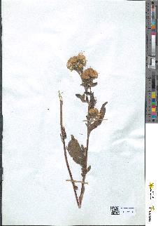 spécimen de Inula conyza