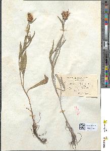 spécimen de Centaurea jacea
