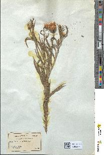 spécimen de Centaurea sempervirens