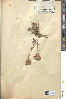 spécimen de Centaurea scabiosa