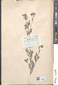 spécimen de Artemisia sp.