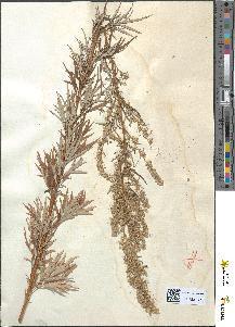 spécimen de Artemisia vulgaris
