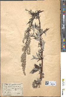 spécimen de Artemisia vulgaris