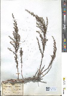 spécimen de Artemisia campestris